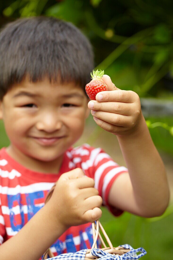 Picking strawberries