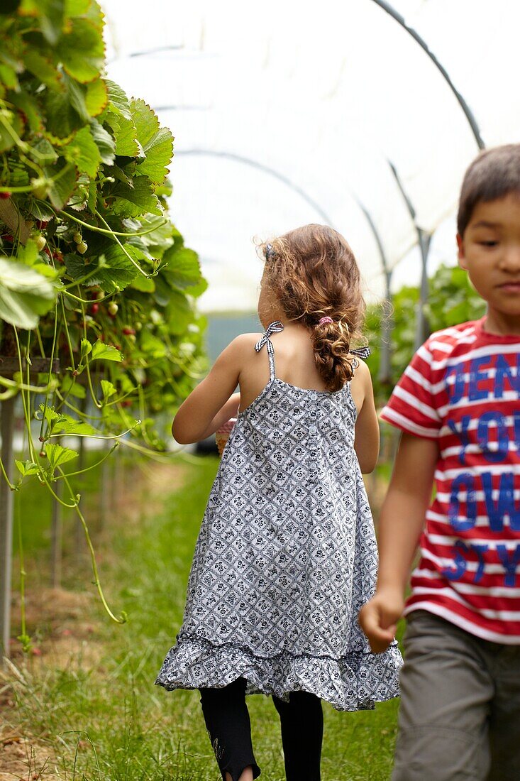 Picking strawberries