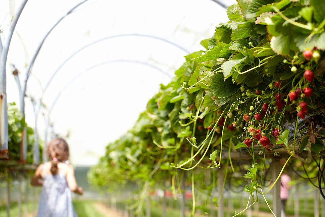 Erdbeeren pflücken