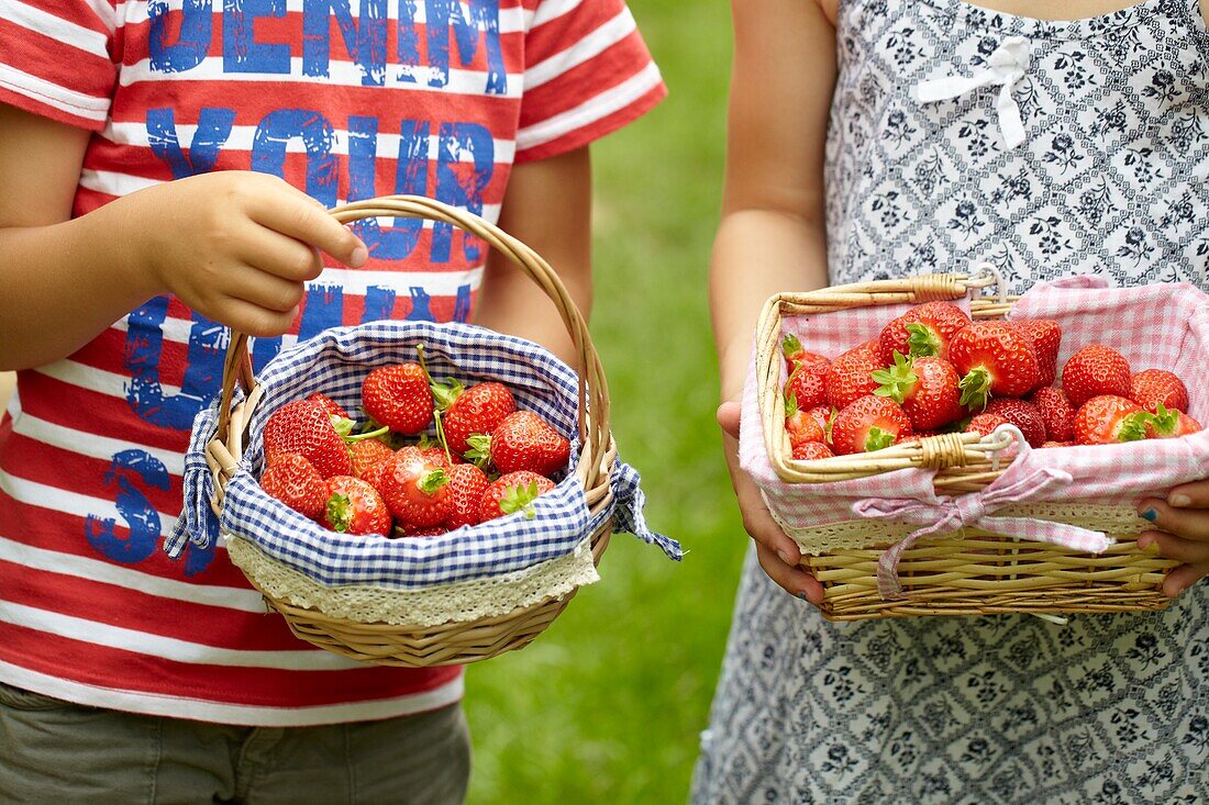 Picking strawberries