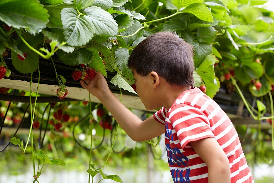 Picking strawberries