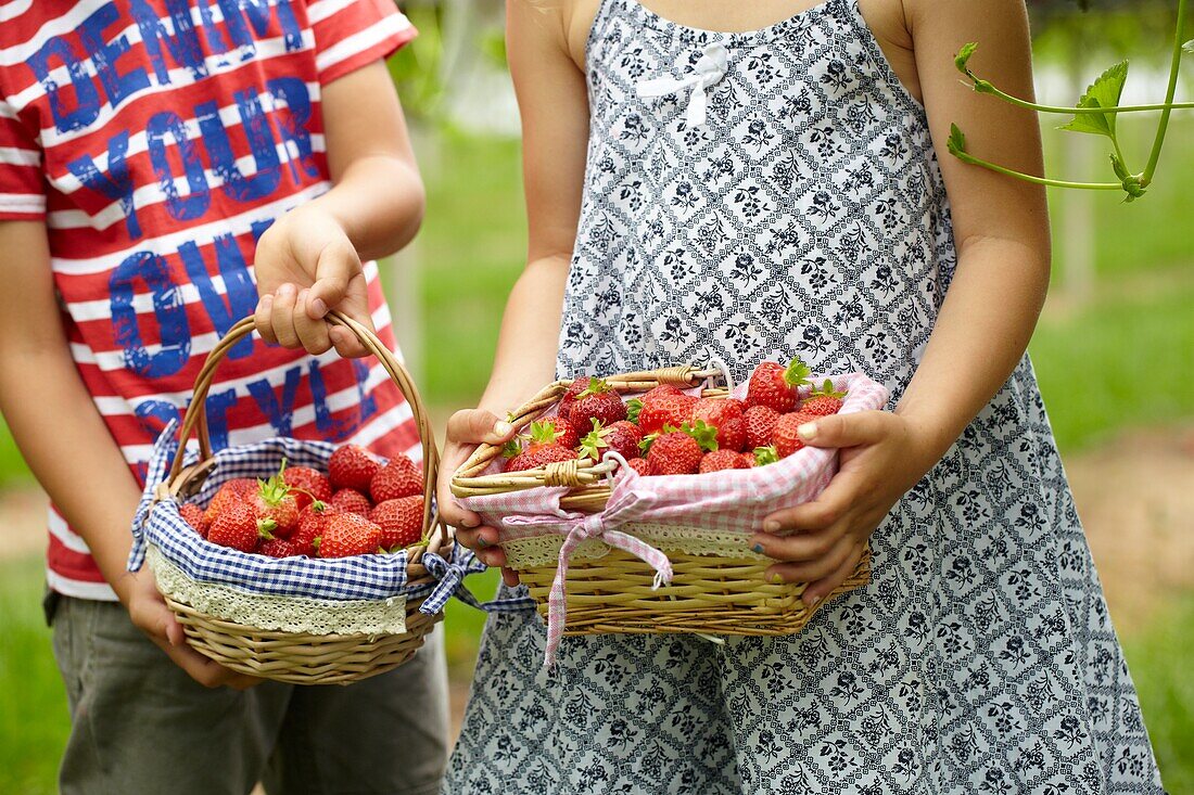 Picking strawberries