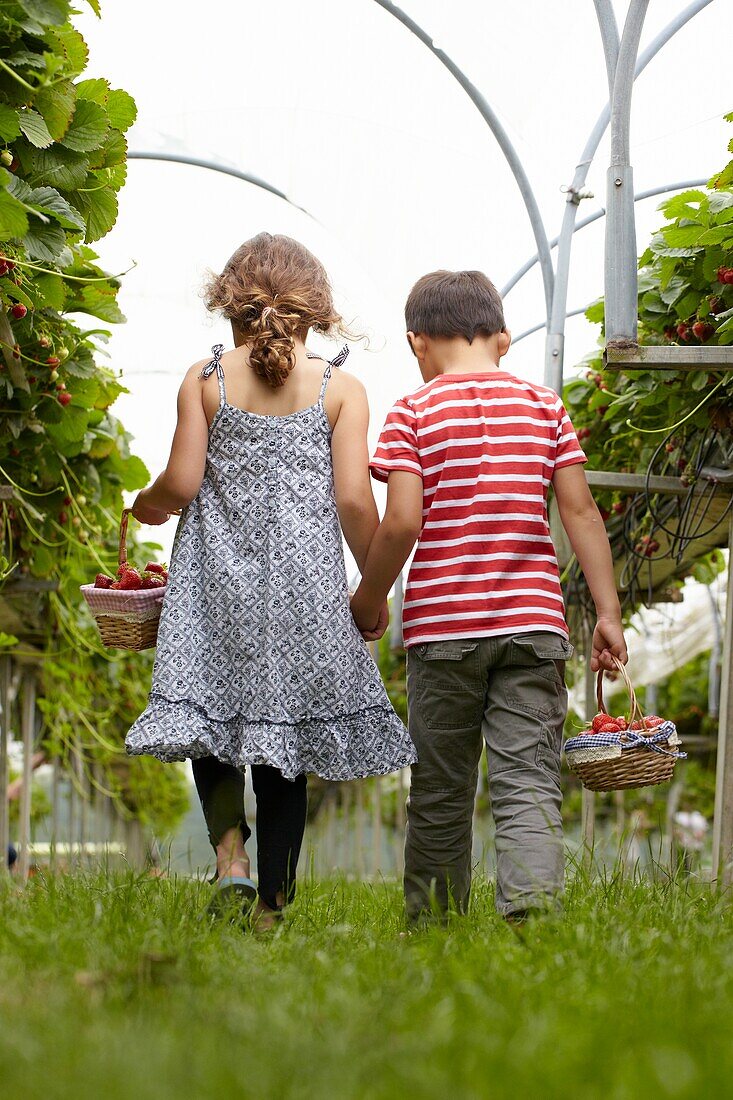 Picking strawberries