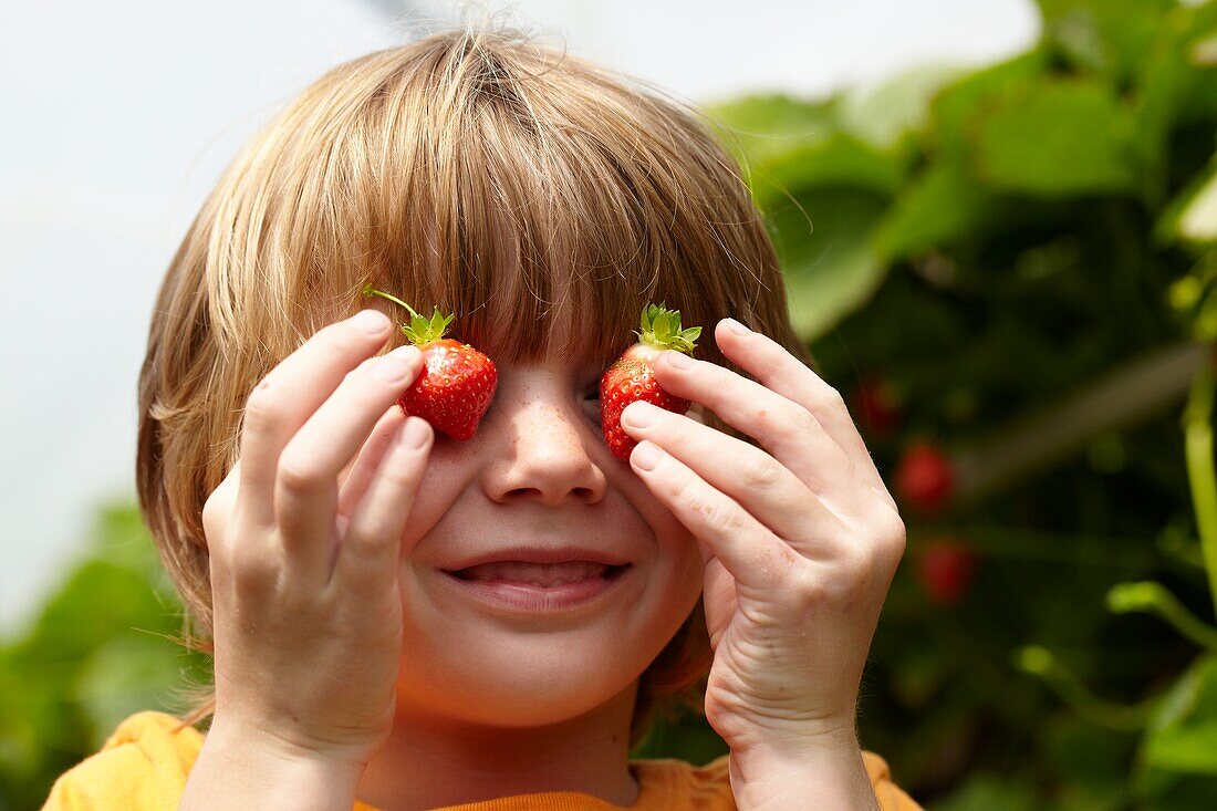 Picking strawberries