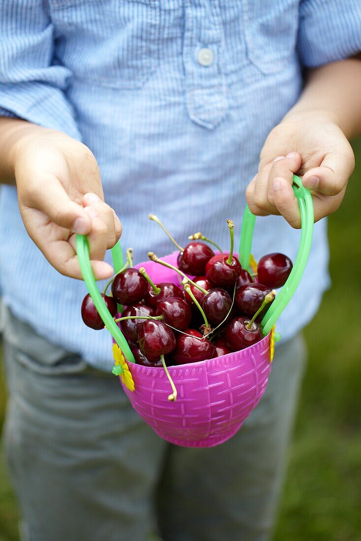 Picking cherries