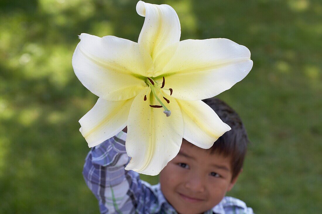 Lilium Großer Bruder