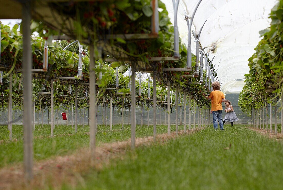 Picking strawberries