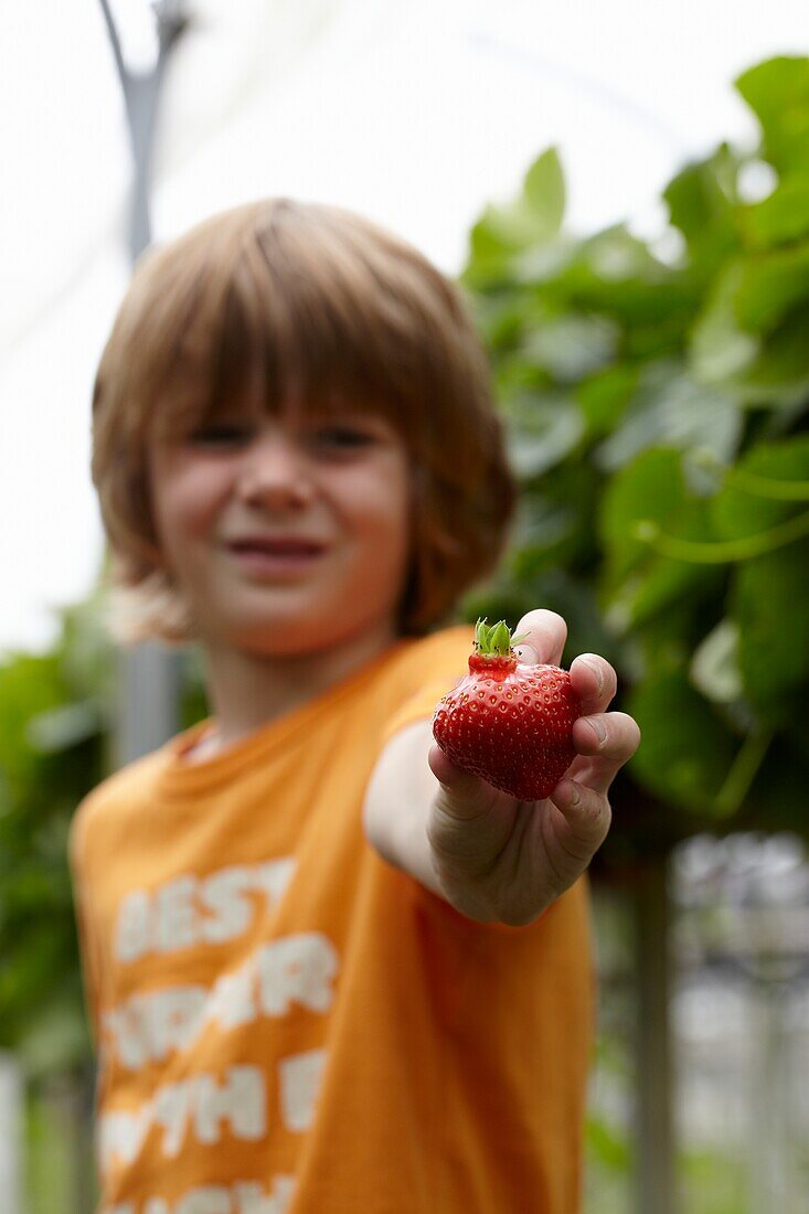 Picking strawberries