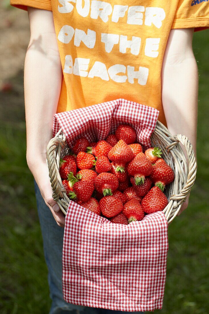 Picking strawberries