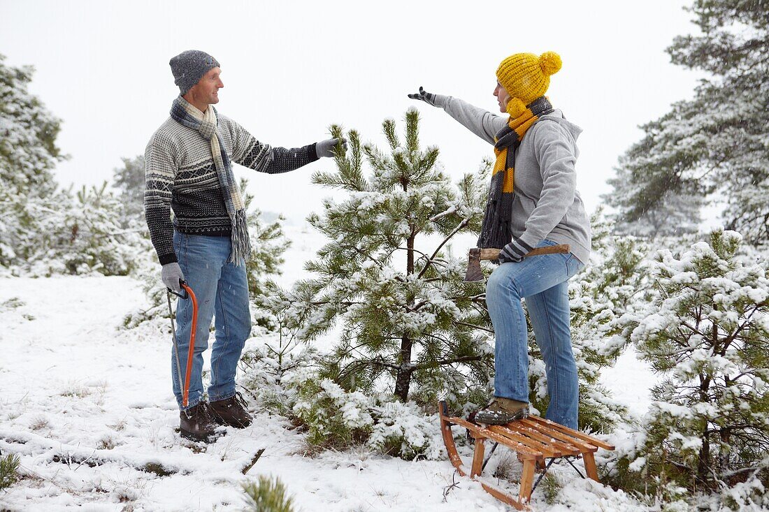 Choosing christmas tree