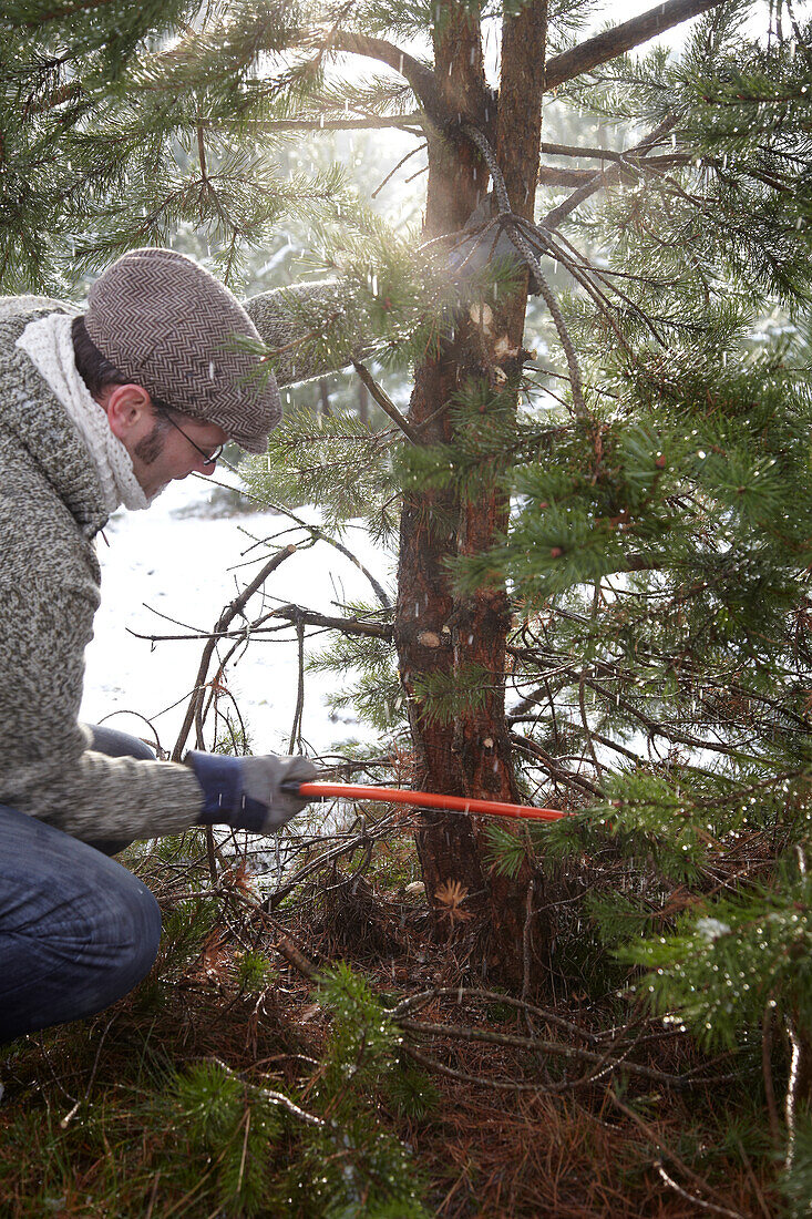 Cutting christmas tree