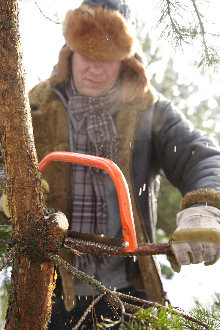 Cutting christmas tree