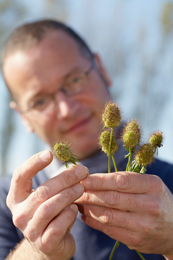 Monarda