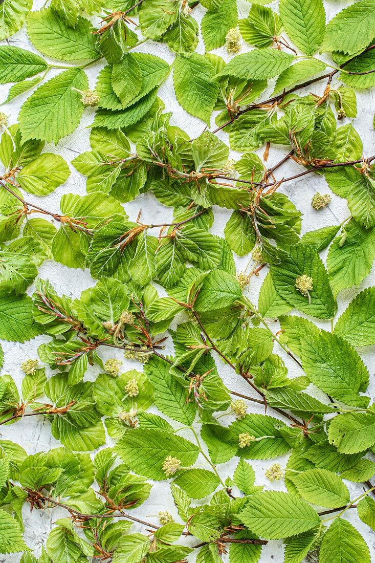 Spring green leaves and branches with buds