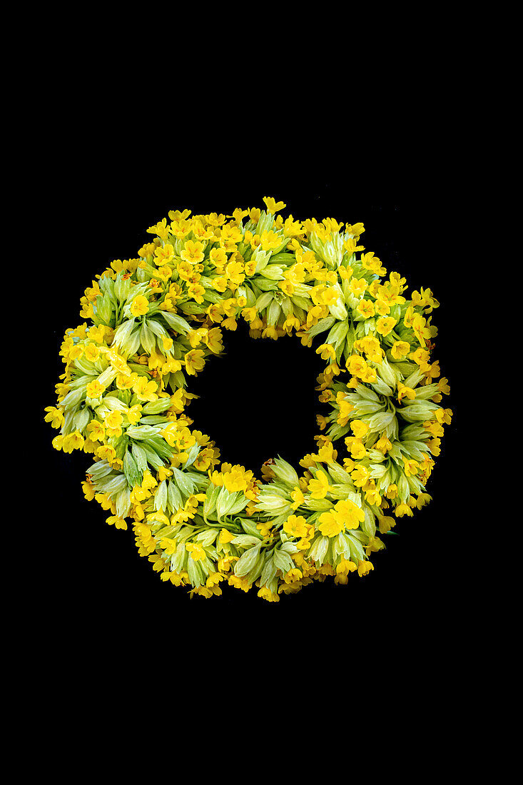 Frühlingskranz mit Schlüsselblumen (Primula veris subsp. veris) vor schwarzem Hintergrund