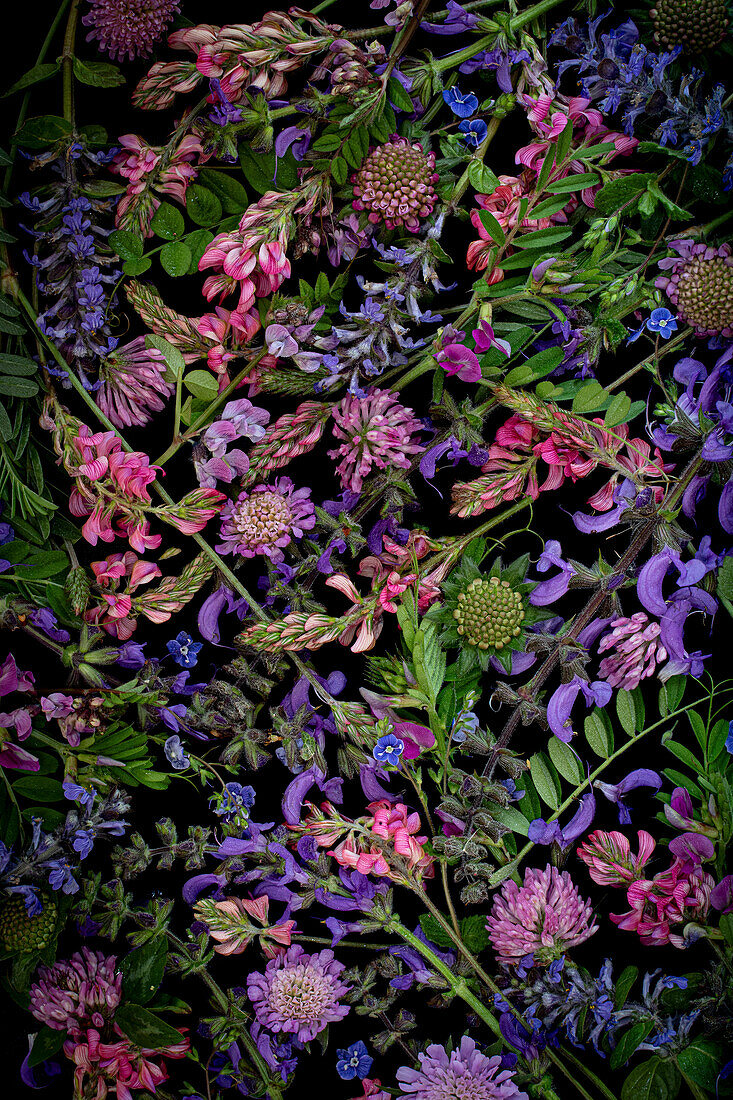 Flatlay mit rosa, violetten und blauen Wiesenblumen, Hintergrundbild