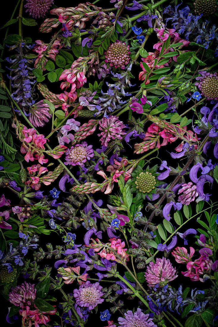 Flatlay mit rosa, violetten und blauen Wiesenblumen