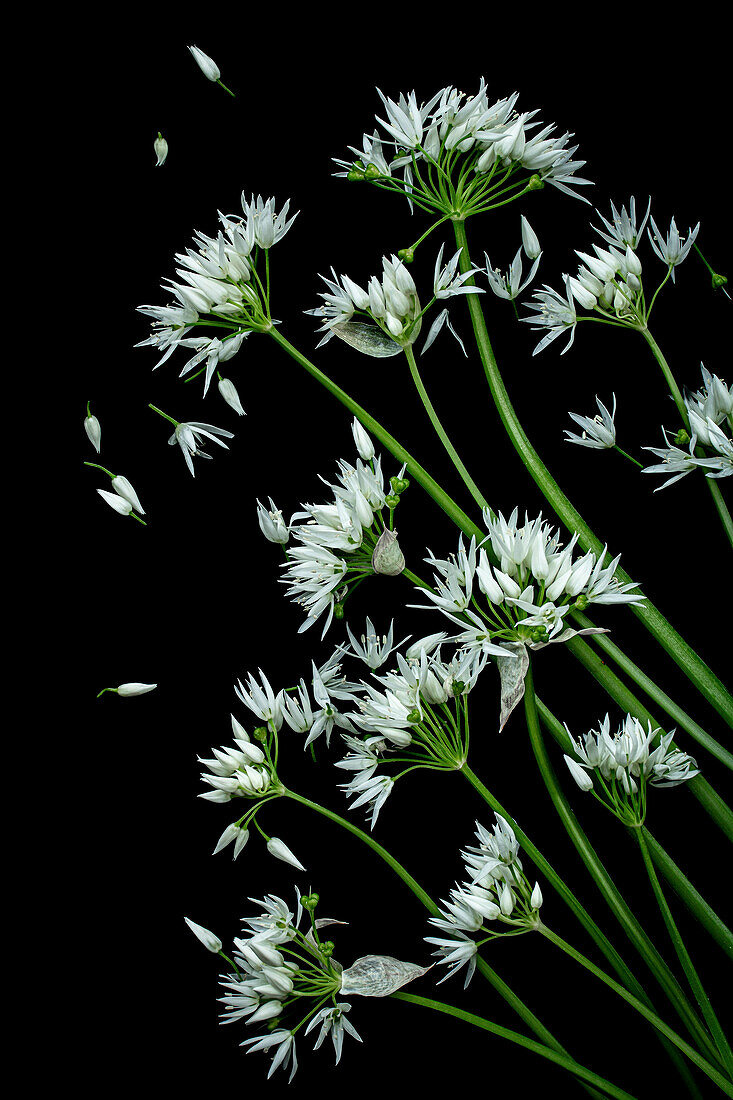 Bärlauch (Allium ursinum), Weiße Blütenblätter vor schwarzem Hintergrund, Detail