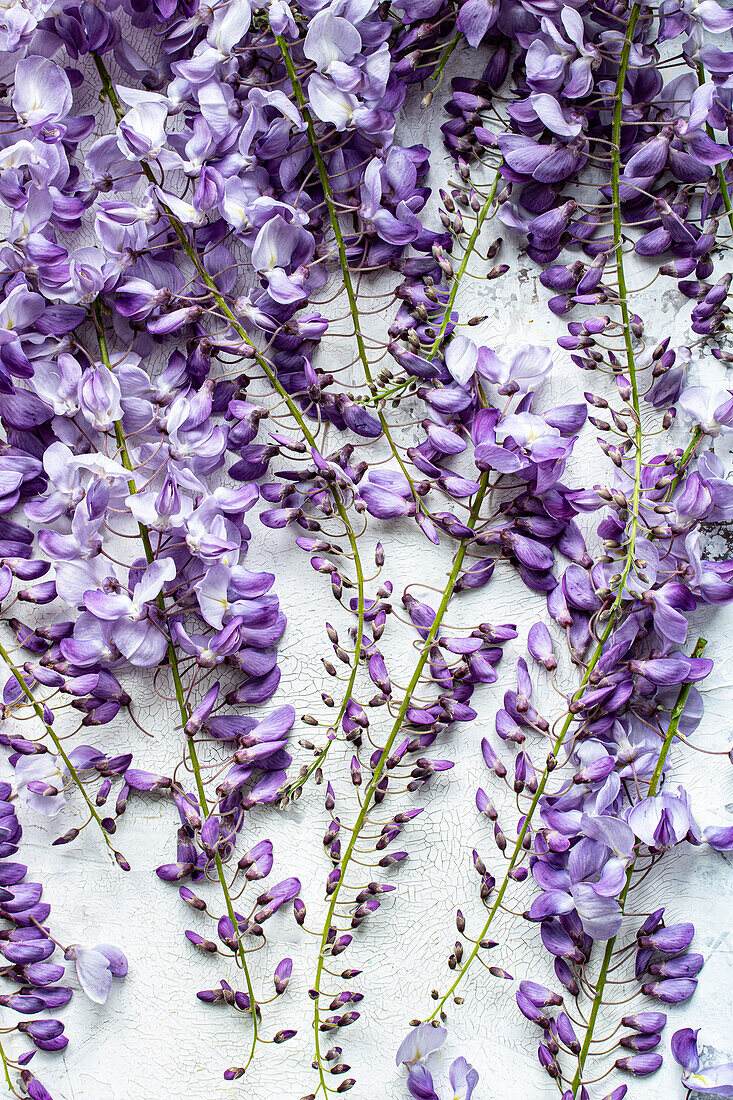 Glyzinienblüten (Wisteria sinensis), Blauregenblüten