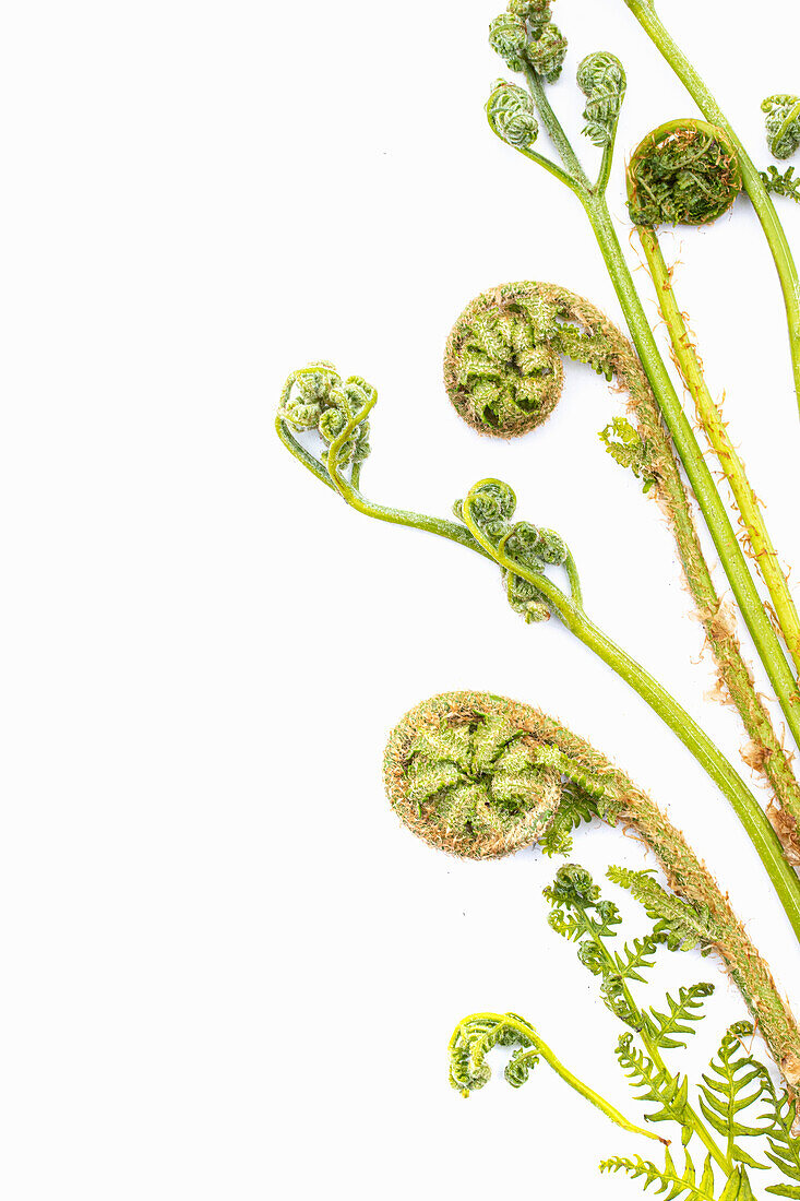 Farn im Austrieb (Pteridium und Dryopteris), close-up, vor weißem Hintergrund