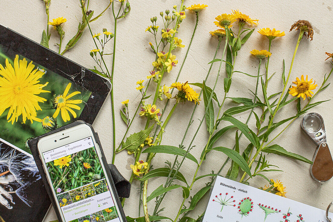 Pflanzenbestimmung mit Hilfsmitteln wie Lupe und Pflanzenapps, Blüten der Färberkamille, Königskerze, Löwenzahn, Ochsenauge vor Handy und Laptop