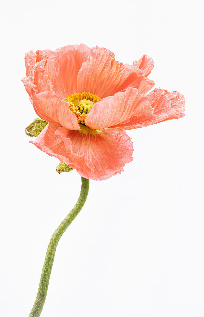 Pink flower of the Iceland poppy (Papaver nudicaule)