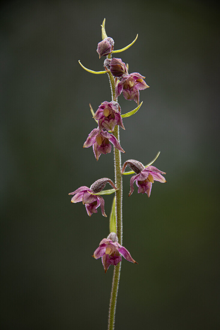 Besondere Alpenflora Braunrote Stendelwurz (Epipactis atrorubens), Val Müstair, Engadin, Graubünden, Schweiz