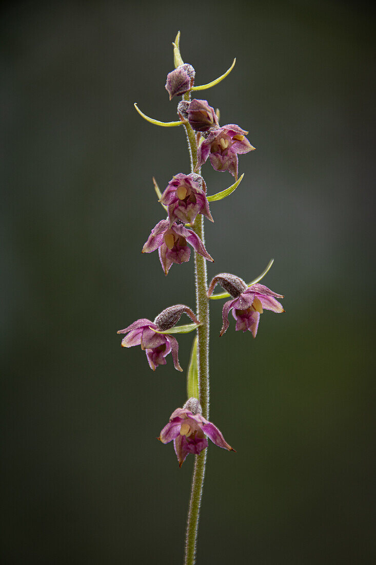 Brownish-red orchid (Epipactis atrorubens), Valmüstair