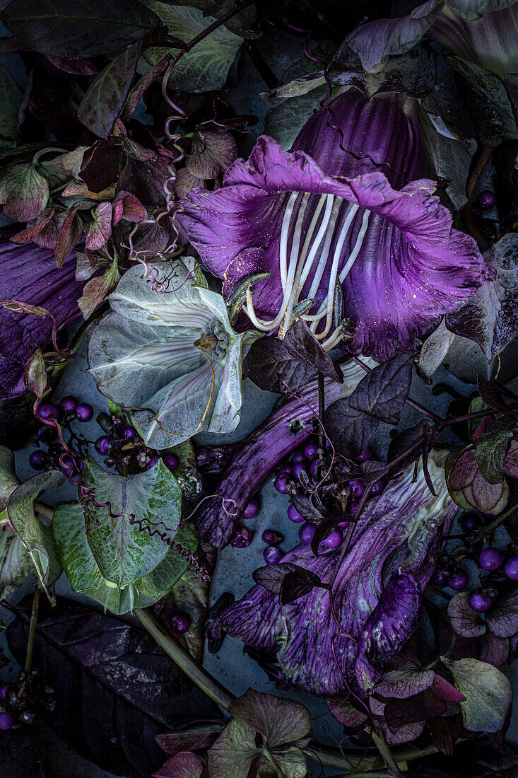 Stillleben mit lila Glockenrebe (Cobaea scandens) und lila Perlen, Deko