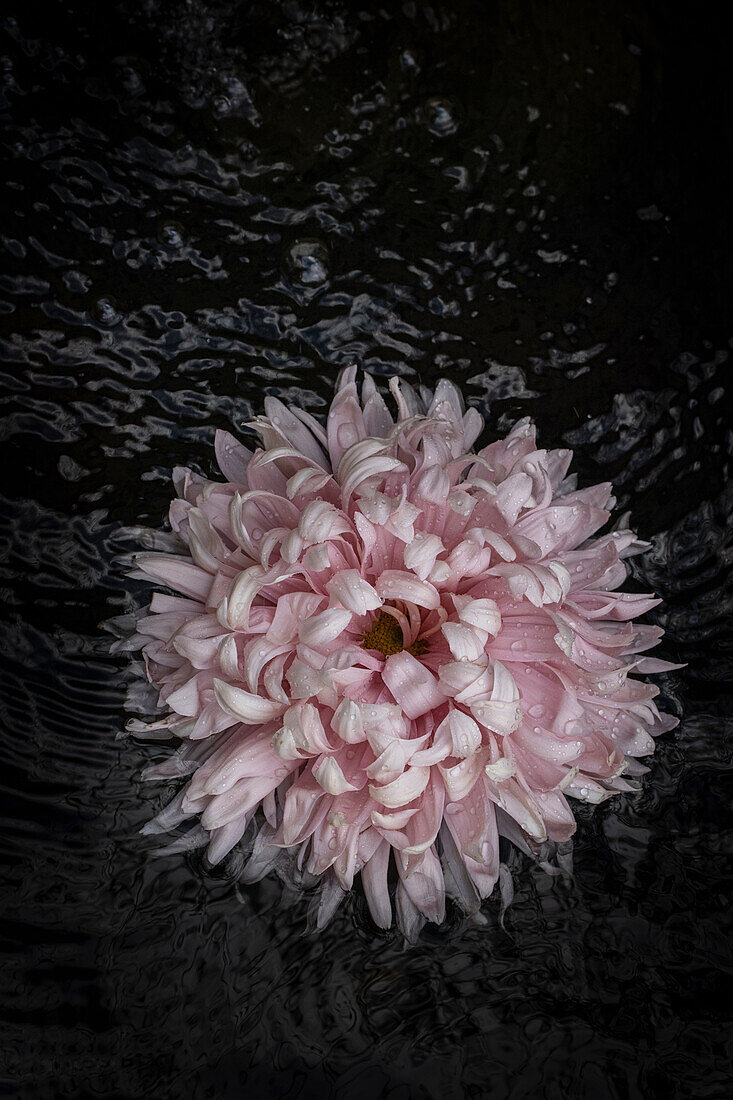 Rosa Chrysanthemenblüte (Chrysanthemum grandiflorum) mit Wassertropfen vor schwarzem Hintergrund