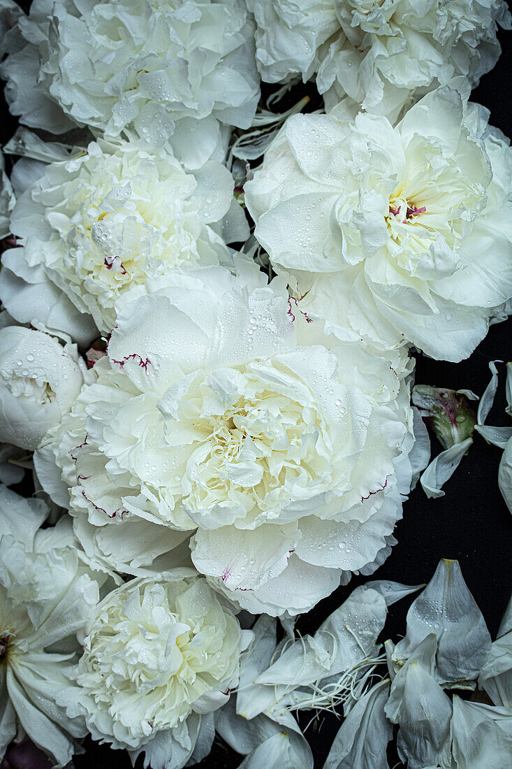 Pfingstrose (Paeonia lactiflora 'Festiva Maxima'), Blütenköpfe vor schwarzem Hintergrund