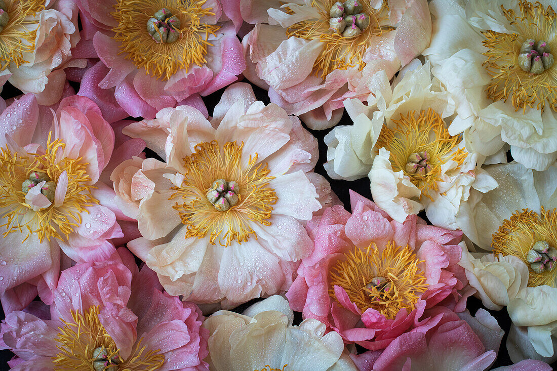 Pfingstrose 'Coral Charm' (Paeonia lactiflora), Flatlay mit Wassertropfen