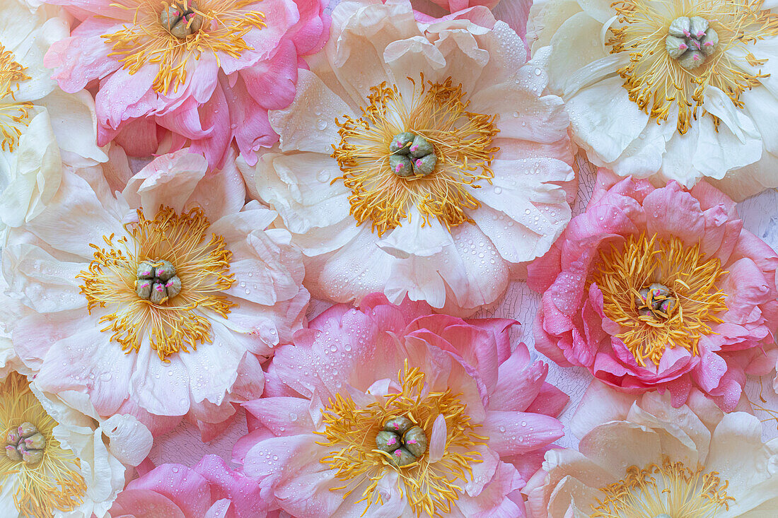 Pfingstrose 'Coral Charm' (Paeonia lactiflora) mit Wassertropfen, Flatlay, Blütenteppich