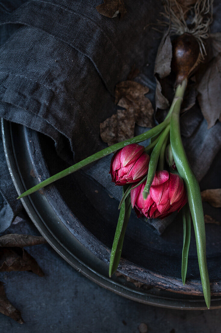 Stillleben mit Wildtulpen an (Tulipa humilis 'Tête-a-Tête')
