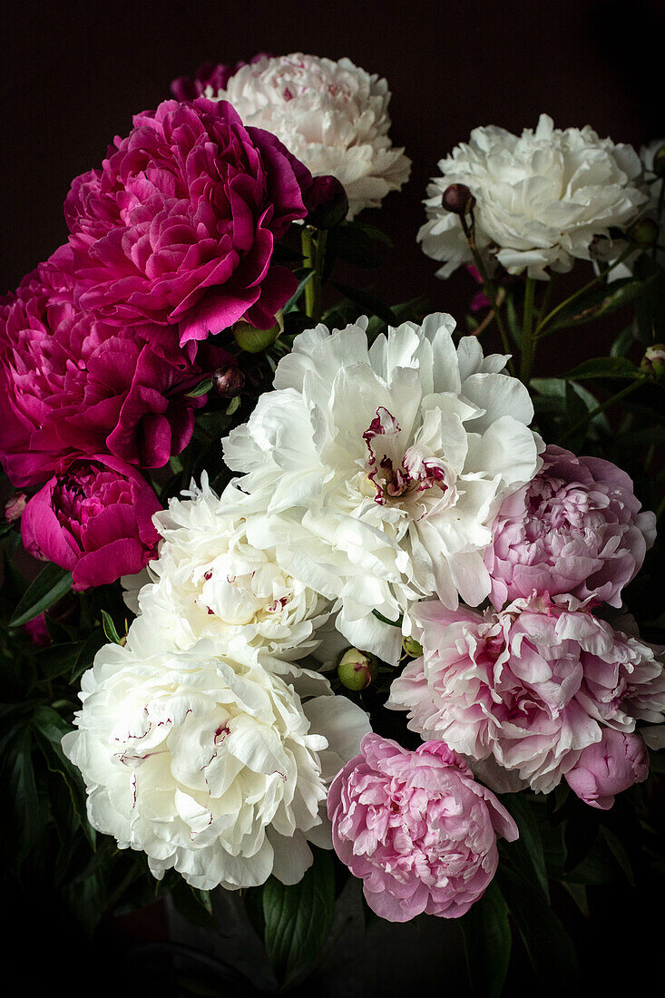 Pfingstrosen (Paeonia lactiflora) in weiß, rosa und purpurrot, Blumenstrauß vor schwarzem Hintergrund