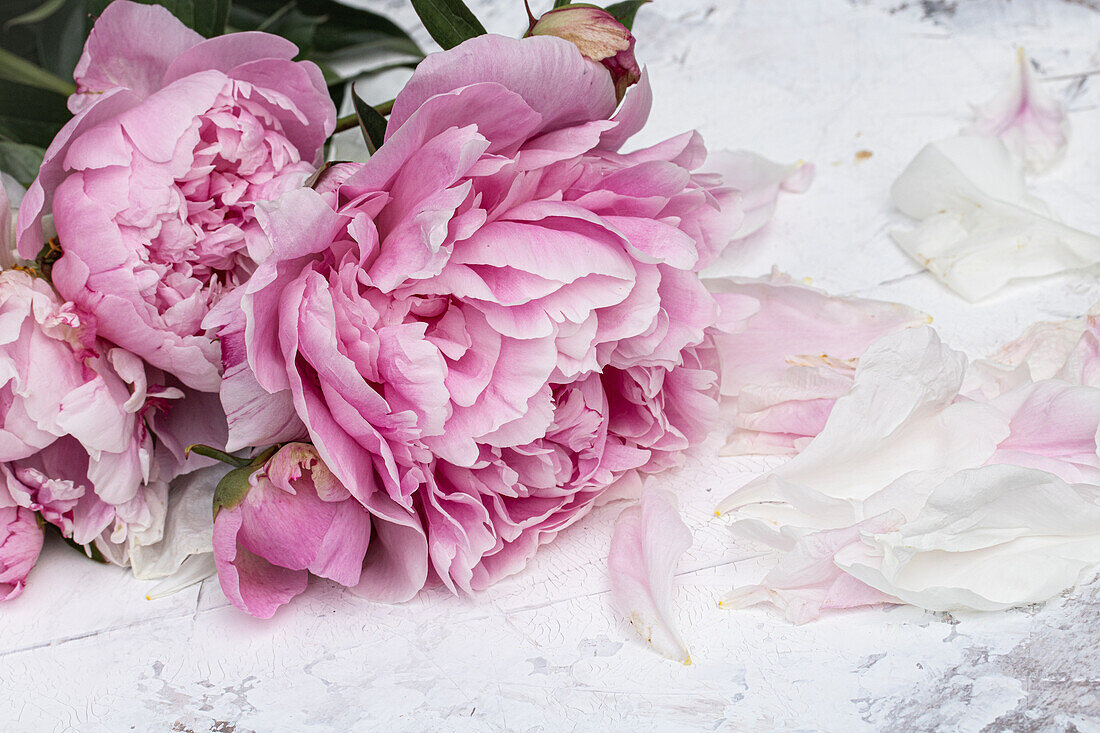 Rosa Pfingstrose (Paeonia lactiflora), Blüte mit einzelnen Blütenblättern auf weißem Hintergrund, Detail