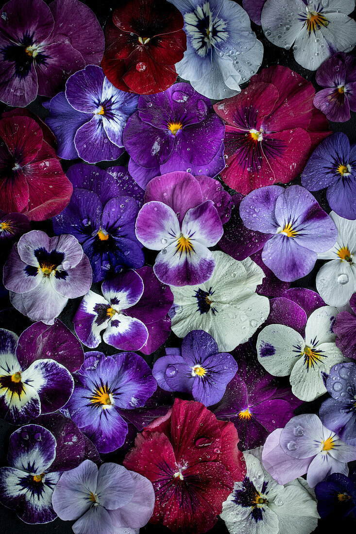 Flatlay mit blauen, violetten und weißen Stiefmütterchen (Viola cornuta) mit Wassertropfen