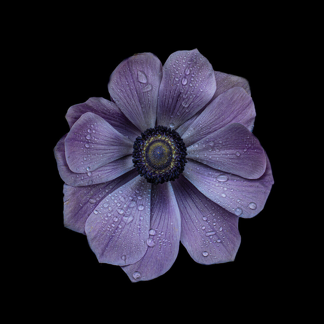 Blaue Kronen-Anemone (Anemone coronaria), einzelne Blüte mit Wassertropfen vor schwarzem Hintergrund