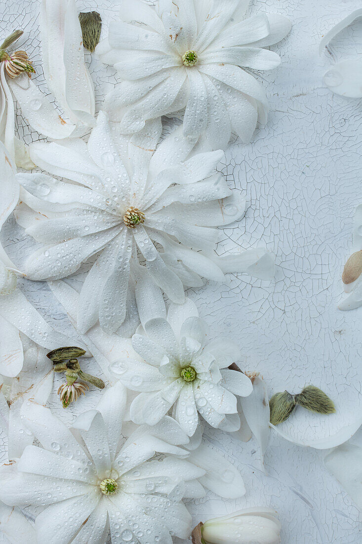 Stern-Magnolie (Magnolia stellata), weiße Blütenköpfe auf weißem Hintergrund, Flatlay