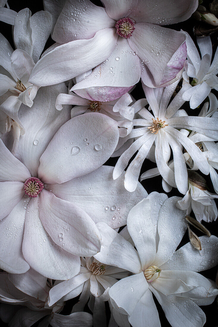 Tulip magnolia (Magnolia x soulangiana) and star magnolia (Magnolia stellata)