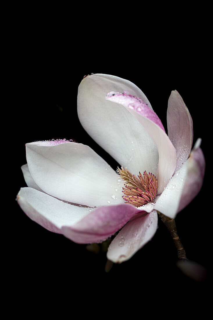 Tulpen-Magnolie (Magnolia x soulangiana), Blütenportrait mit Wassertropfen