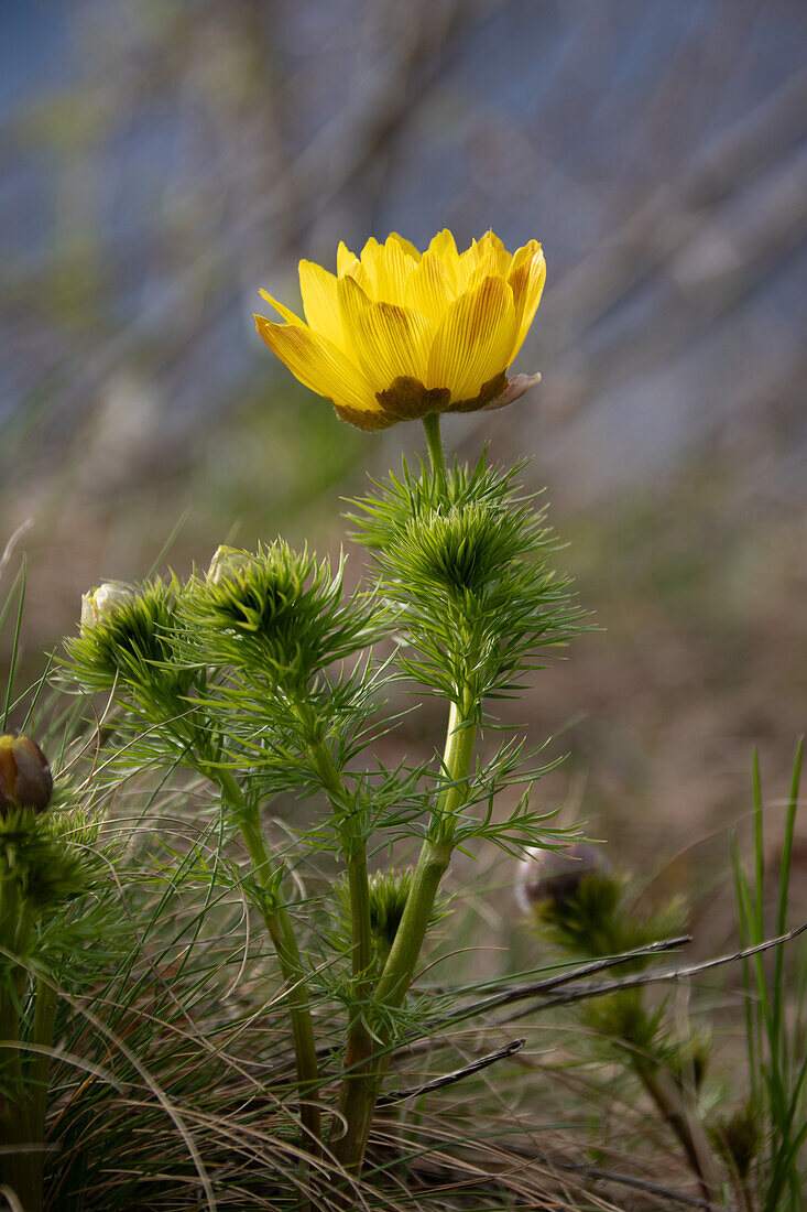 Frühlings-Adonis (Adonis vernalis) am Naturstandort in der Wiese, Wallis, Schweiz