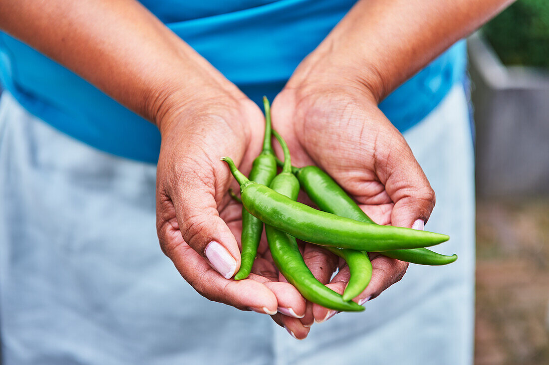 Frau hält grüne Chilischoten