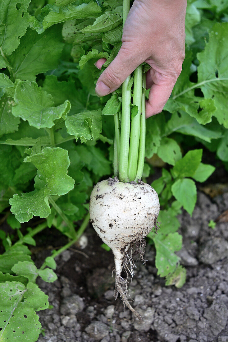 Daikon aus dem Bett ziehen