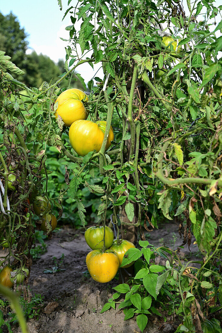 Yellow tomatoes in the garden
