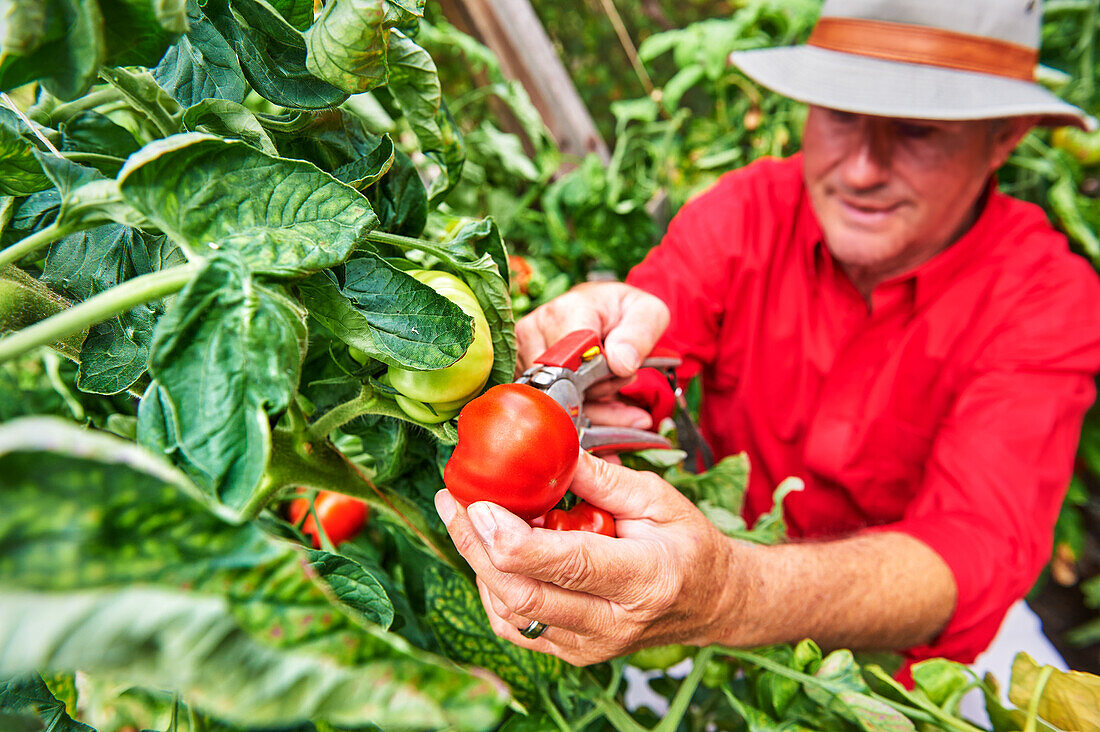 A man harvesting tomatoes