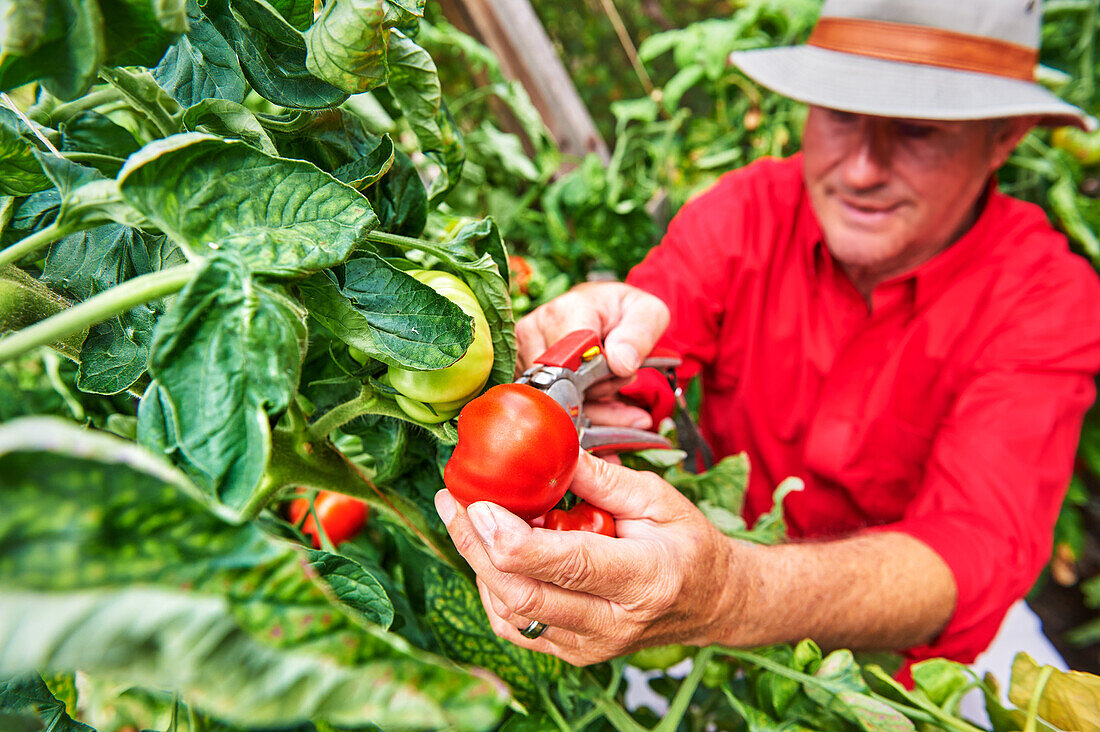 Mann erntet Tomaten