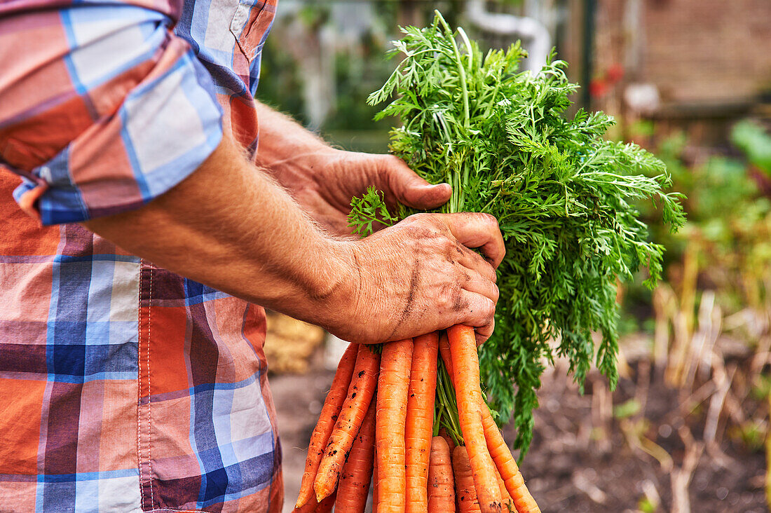 Man with bunch of freshly harvested carrots