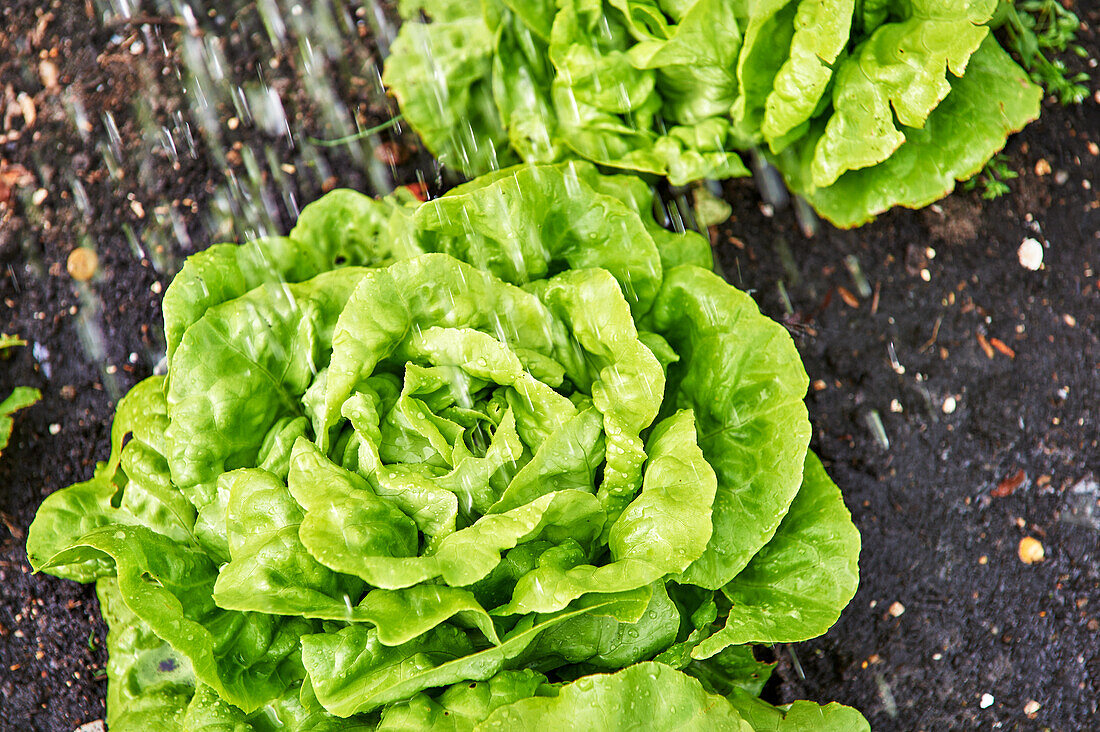 Lettuce being watered