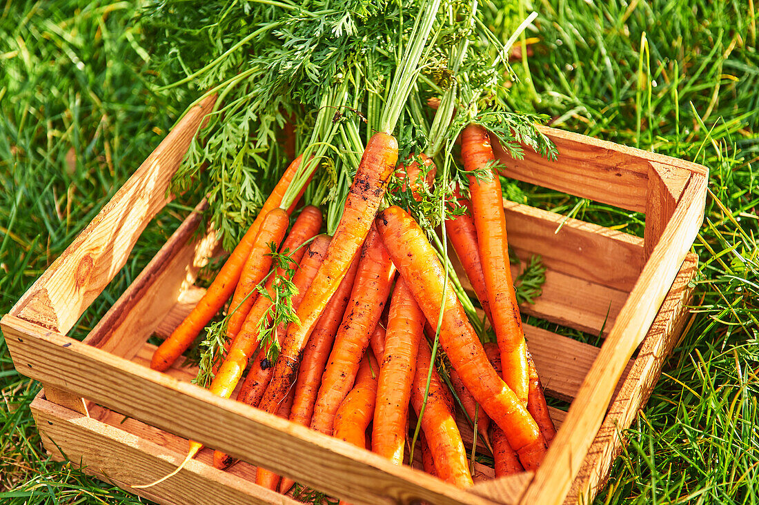 Wooden box with freshly harvested carrots
